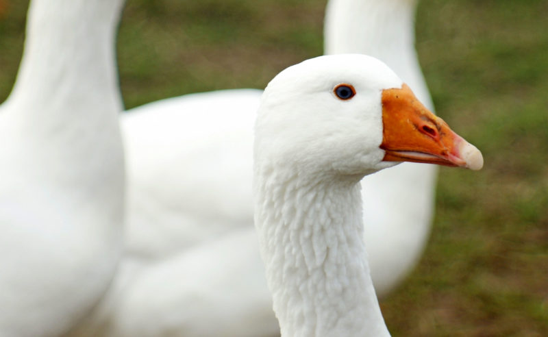 Eine Gans in der Natur Neuruppin