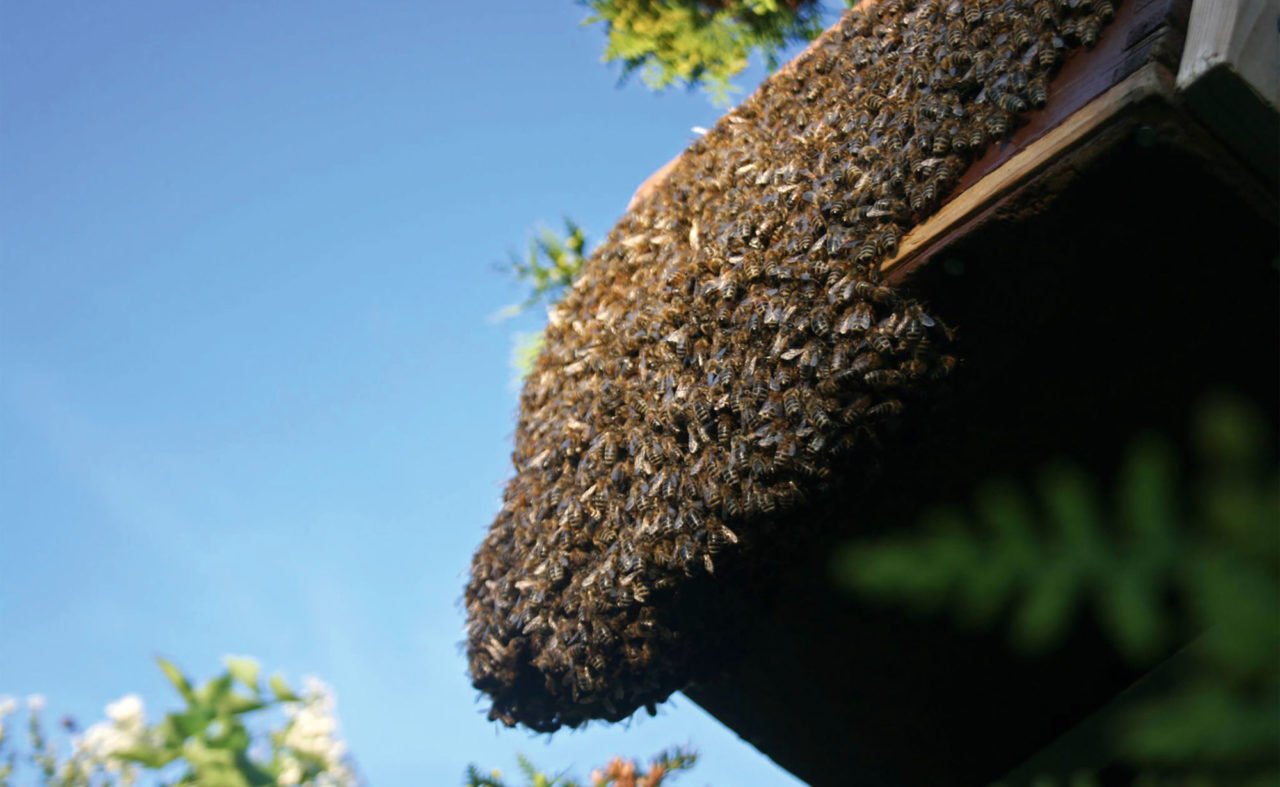 Extrem viele Bienen aufeinander auf ihrem Bau