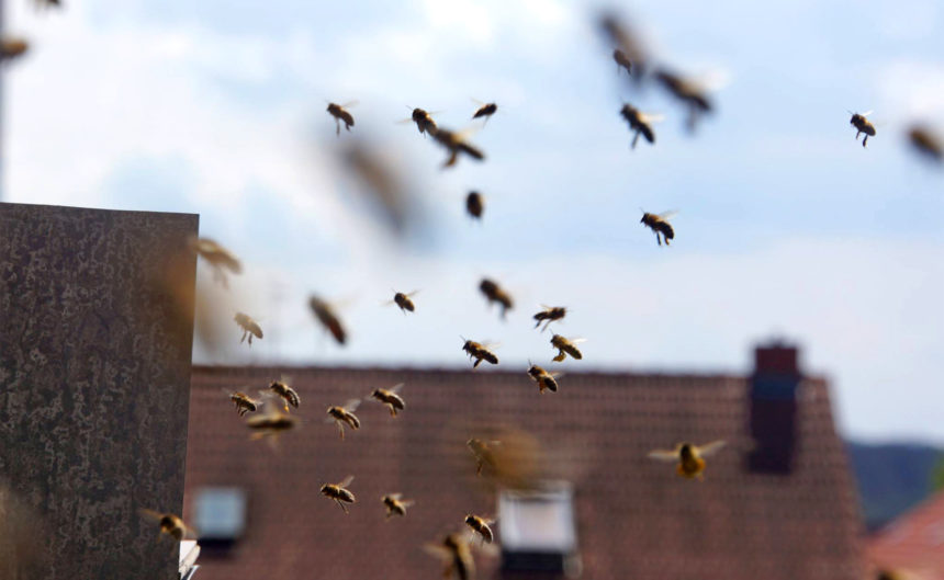 Viele Bienen im Landeanflug auf ihren Stock im Hotel Neuruppin