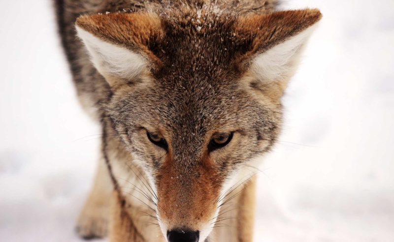 Ein Wolf im Schnee in Brandenburg