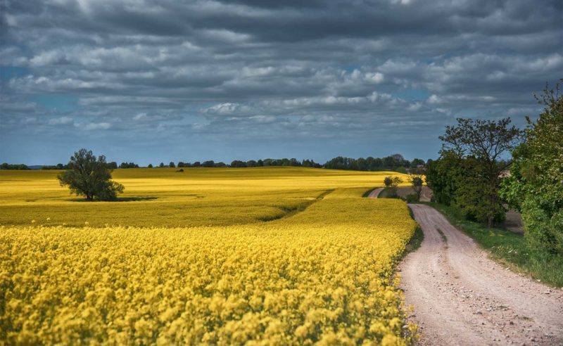 Feldweg entlang eines komplett gelb-blühenden Feldes in der Region Neuruppin