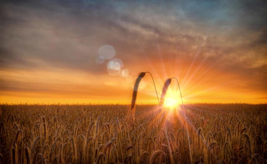 Großes Feld mit Hopfen und aufgehender Sonne