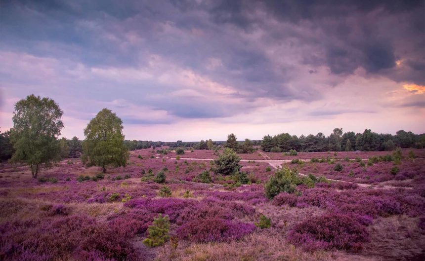 Wiese mit rosa-roten Sträuchern und Bäumen im Hintergrund in der Region Neuruppin