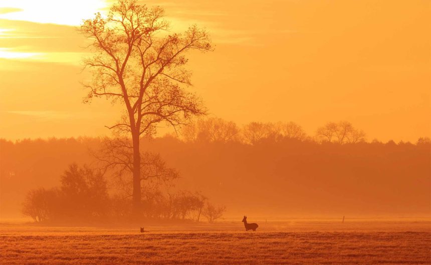 Stimmungsvolle Landschaftsaufnahme bei leichtem Nebel mit Rehen auf einer Wiese