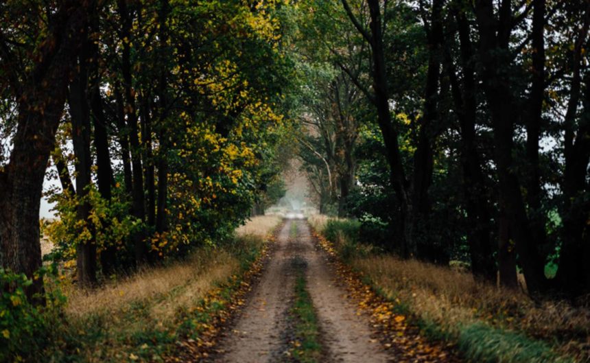 Weg durch einen Wald mit Bäumen an beiden Seiten des Weges in Neuruppin