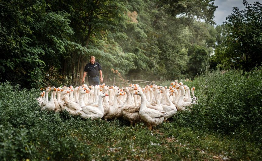 Mann treibt im Wald seine Gänse vor sich her in der Region Neuruppin