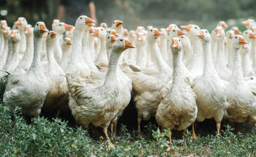 Viele Gänse des Partner Bartz auf einem Waldgrundstück