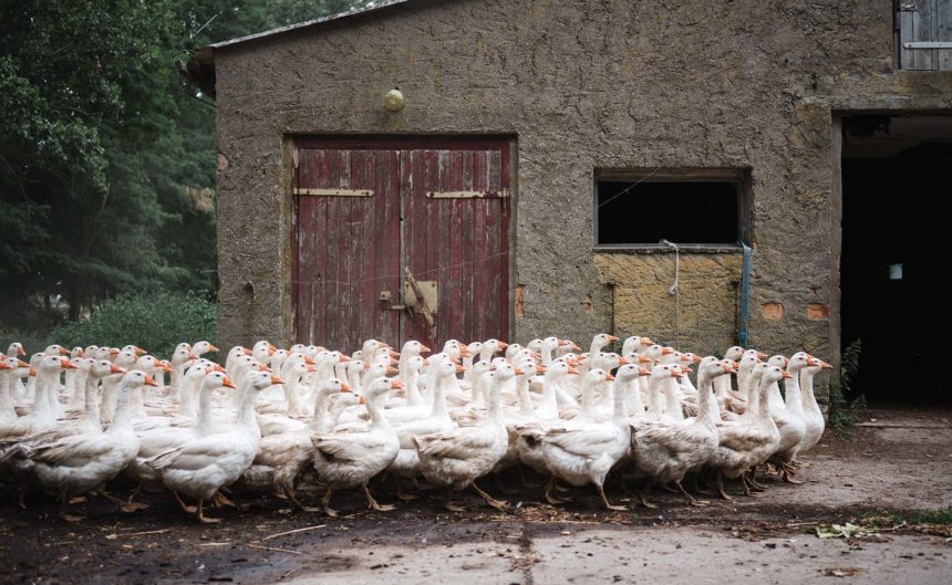 Viele Gänse vom Hof Bartz vor dem Stalltor