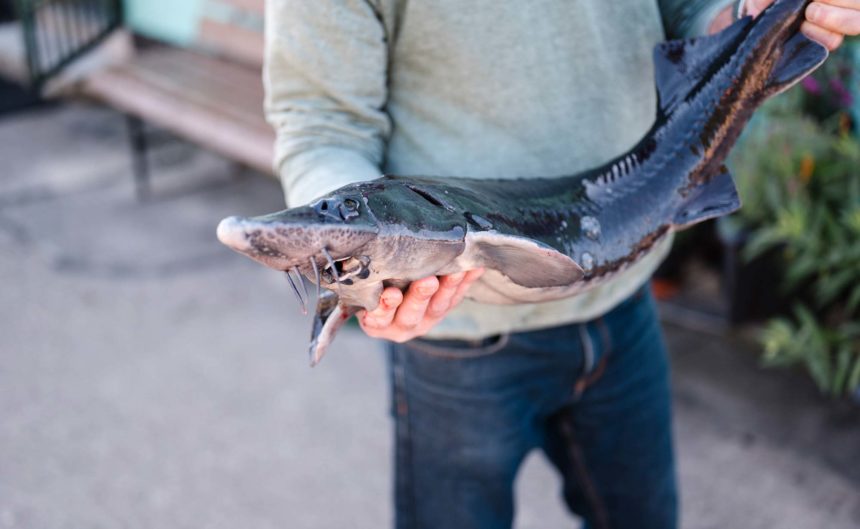 Partner Fischzucht hält einen extrem langen Fisch in der Hand