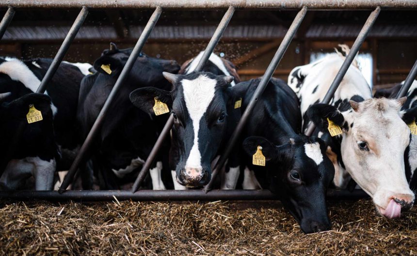 Kühe stecken ihren Kopf durch die Stäbe zum Fressen beim Partner Kuhhorster