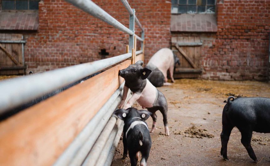 Kleine Ferkel im Stall des Bauer Kuhhorster