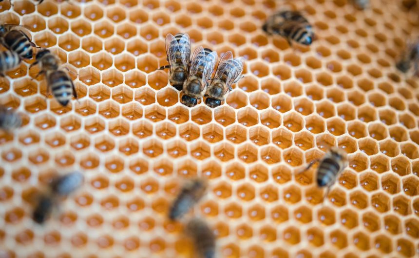 Bienen stecken ihre Köpfe in die Waben