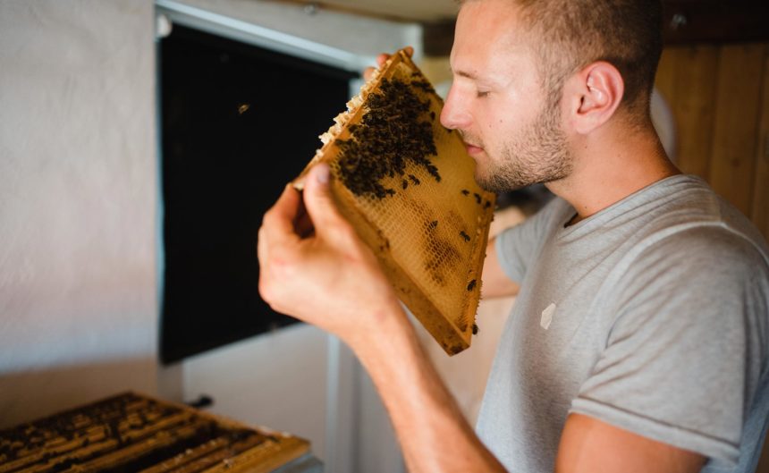 Imker der Kultur Imkerei riecht an einer Wabe mit Bienen darauf