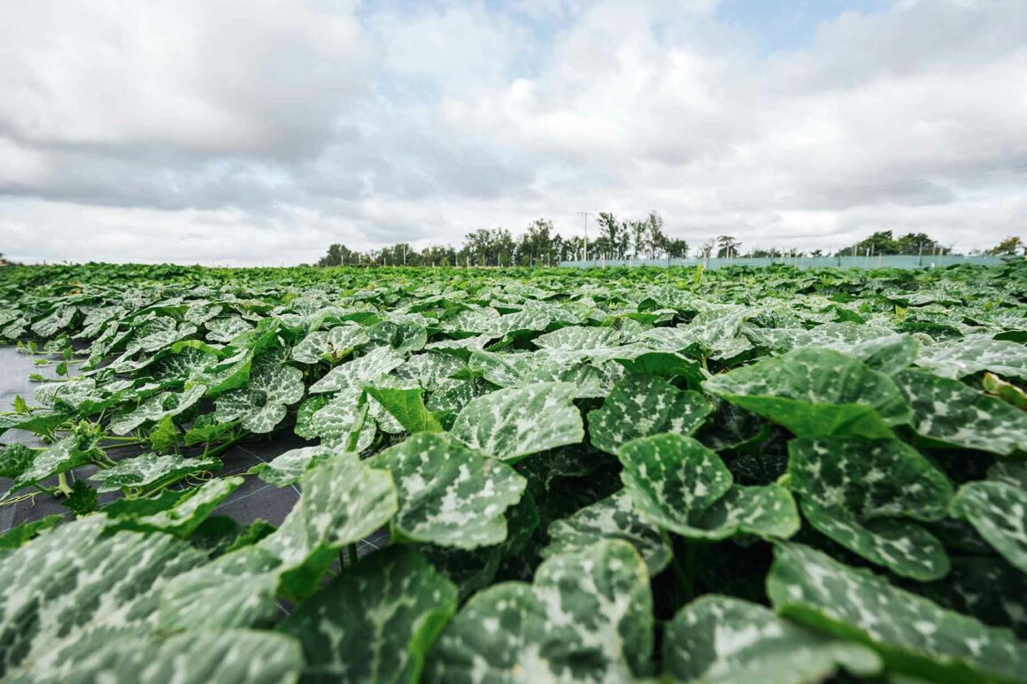 Feld des Partner Rixmann mit Mengen an grünem Salat