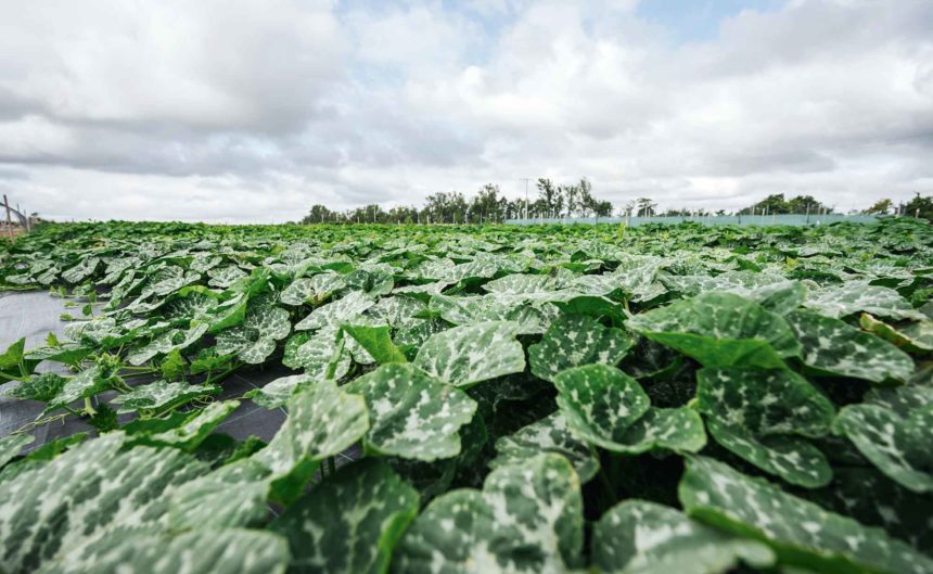 Feld des Partner Rixmann mit Mengen an grünem Salat