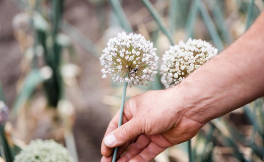 Hand fasst an eine Blume auf dem Feld der Rixmanns