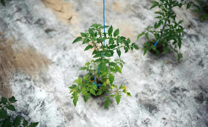 Tomatenpflanze ist an ein Seil gebunden zur besseren Stabilisation
