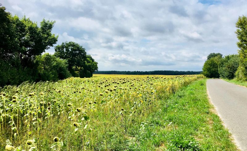 Feld neben einem betonierten Weg in der Region Neuruppin